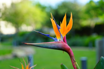 Orange bird of paradise strelitzia flower
