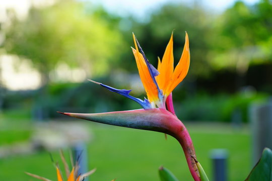 Orange Bird Of Paradise Strelitzia Flower