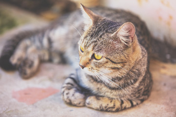 Cute gray cat sitting outdoors in the yard