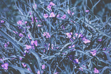 Grass with the little pink flowers. Vintage nature background. Grass flowers texture. Vintage floral lawn
