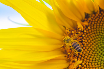 Macro view of honey collection process, bee pollinating beautiful sunflower with sky on the background