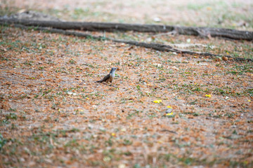Male plaintive cuckoo