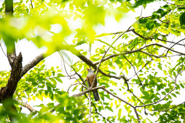 Male plaintive cuckoo