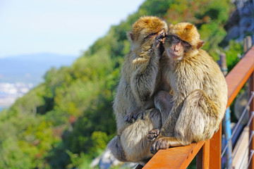 View of two wild Barbary Macaque monkeys grooming each other at the top of the Rock of Gibraltar