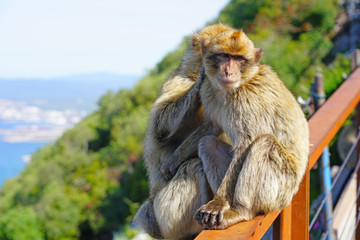 View of two wild Barbary Macaque monkeys grooming each other at the top of the Rock of Gibraltar