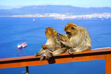 View of two wild Barbary Macaque monkeys grooming each other at the top of the Rock of Gibraltar