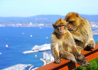 View of two wild Barbary Macaque monkeys grooming each other at the top of the Rock of Gibraltar
