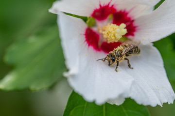 bees collect pollen  in flowers