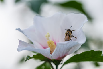 bees collect pollen  in flowers
