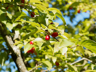 Cornus mas | Cornouiller mâle ou cornouiller sauvage aux rameaux garnis de drupes ou cornouilles rouges estivales, aux feuilles gaufrées vert sombre