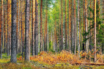 forest in autumn