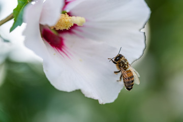 bees collect pollen  in flowers