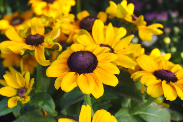Rudbeckien