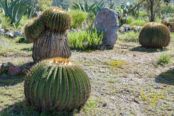 Cactáceas mexicanas 