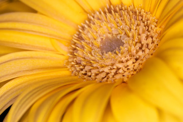 Gerbera yellow flower head, genus of plants in the Asteraceae of the daisy family native to tropical regions of South America, Africa and Asia, macro with shallow depth of field 