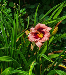 Blooming Cherry Carnival Lily