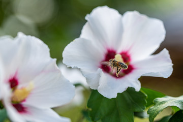 bees collect pollen  in flowers