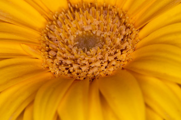 Gerbera yellow flower head, genus of plants in the Asteraceae of the daisy family native to tropical regions of South America, Africa and Asia, macro with shallow depth of field 