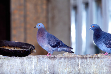 Pigeons close-up on a combined background