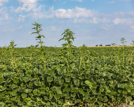 Tall weeds growing in soybean farm field