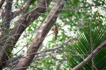 Plaintive cuckoo