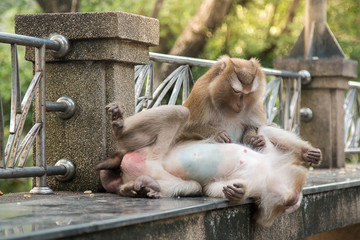 A cute monkey lives in a natural forest of Thailand.