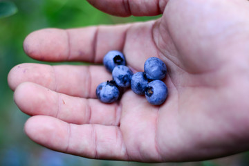 La raccolta del mirtillo nero