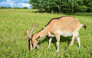 Young goat with horns on a leash graze in a meadow.