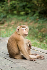 A cute monkey lives in a natural forest of Thailand.