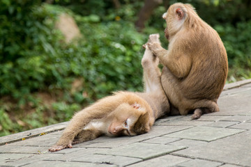A cute monkey lives in a natural forest of Thailand.