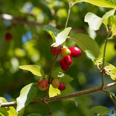 Gros plan sur des drupes ou cornouilles rouges du cornouiller mâle en été  | Cornus mas