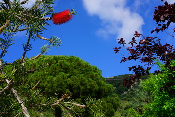View of the La Alameda Gibraltar Botanic Gardens in Gibraltar