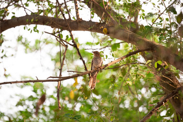 branch of tree in spring