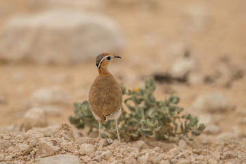 Burchell's Courser (Cursorius rufus)