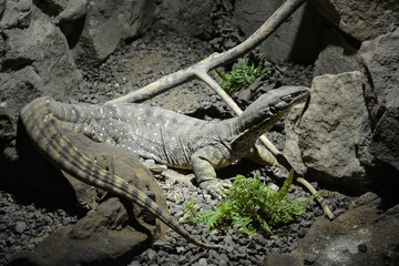 petit lézard 