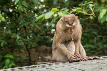 Naklejka na ściany i meble A cute monkey lives in a natural forest of Thailand.