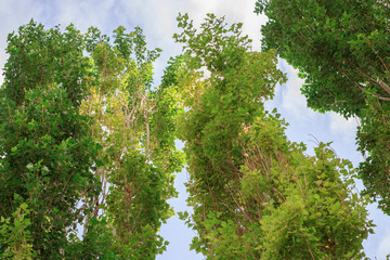 Avenue of Pyramidal Poplars. Urban landscaping.