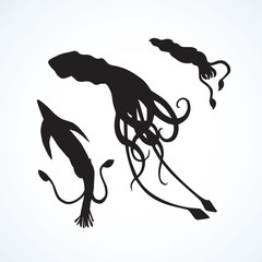Squid. Vector drawing