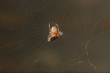 Macro scene of a spider in a web and a trapped fly 