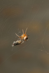 Macro scene of a spider in a web and a trapped fly 
