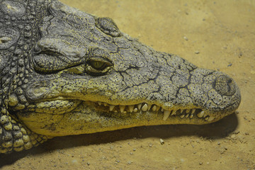 tête de crocodile 