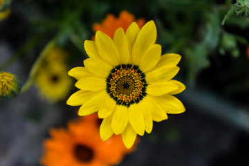 yellow and orange flowers in the garden 