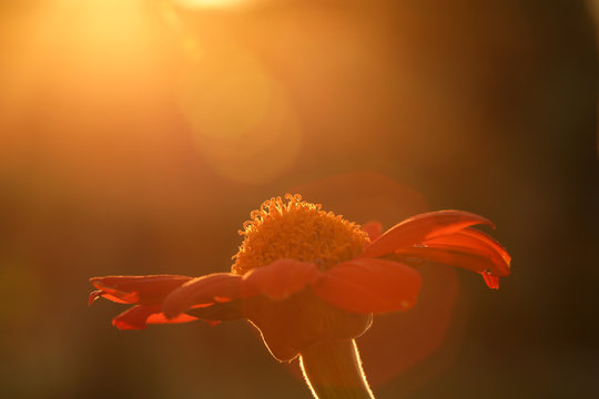 Macro photography of the red flower in a garden on a sunlight