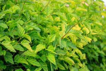 Juicy bright greens. Leaves of a bush in a hedge.