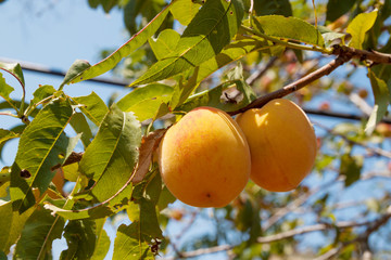 ripe peaches on a branch