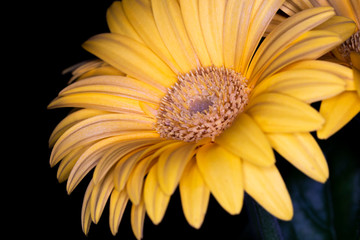 Gerbera yellow flower head, genus of plants in the Asteraceae of the daisy family native to tropical regions of South America, Africa and Asia, macro with shallow depth of field 