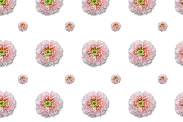 Peony flowers isolated on white background