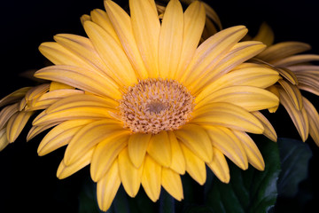 Gerbera yellow flower head, genus of plants in the Asteraceae of the daisy family native to tropical regions of South America, Africa and Asia, macro with shallow depth of field 
