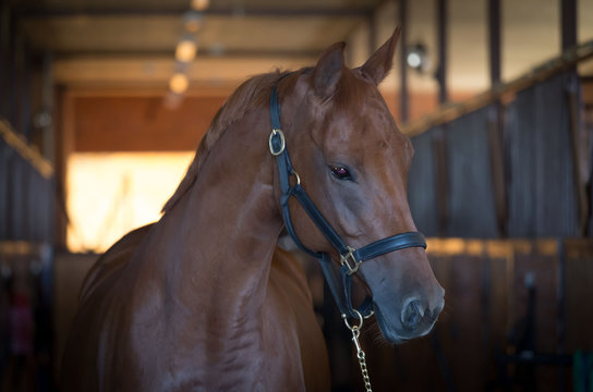 Horses. Portrait in stable, close up, dark