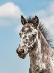 A cute young pony foal, the colt has a rare coat color leopard spotted, looking alert and cocks his ears forward, a horse portrait in front of blue sky 